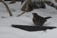 Turdus merula