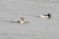 Mergus merganser
