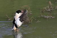 Mergus merganser