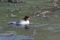 Mergus merganser