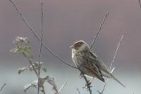 Emberiza schoeniclus