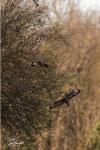 Buteo buteo