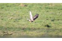 Buteo buteo