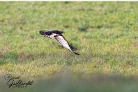Buteo buteo