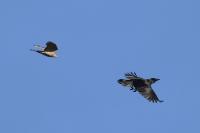 Accipiter nisus