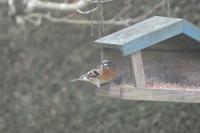 Fringilla montifringilla