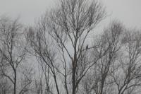 Columba palumbus