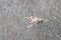 Botaurus stellaris