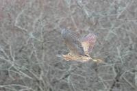 Botaurus stellaris