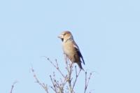 Coccothraustes coccothraustes