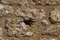 Tichodroma muraria