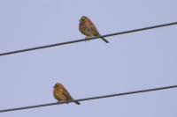 Emberiza cirlus