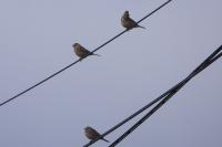 Emberiza calandra