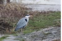 Ardea cinerea