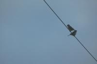 Emberiza calandra