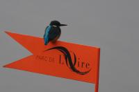 Alcedo atthis