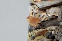 Troglodytes troglodytes