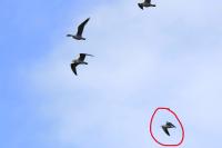 Larus michahellis
