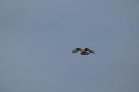 Falco tinnunculus