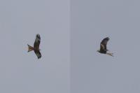 Milvus milvus