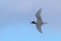 Ichthyaetus melanocephalus