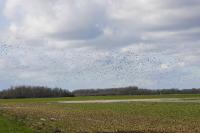 Vanellus vanellus