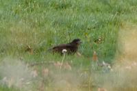 Buteo buteo