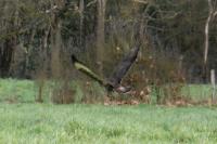 Buteo buteo