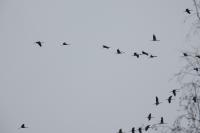 Grus grus