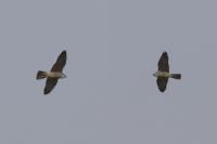 Falco peregrinus