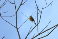 Emberiza cirlus