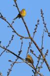 Emberiza citrinella
