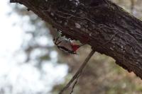 Dendrocopos major