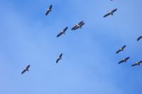 Grus grus