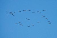 Grus grus
