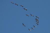 Grus grus