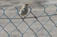 Anthus pratensis