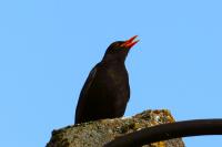 Turdus merula