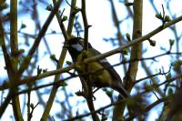Parus major