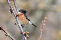 Saxicola rubicola
