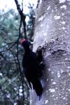 Dryocopus martius