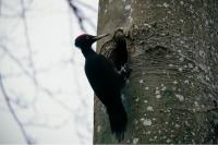 Dryocopus martius