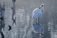 Platalea leucorodia