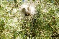 Aegithalos caudatus