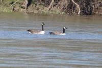 Branta canadensis
