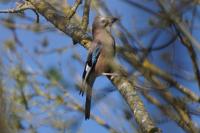 Garrulus glandarius