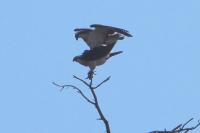 Pandion haliaetus