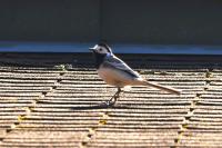 Motacilla alba