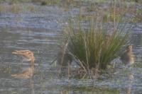 Gallinago gallinago