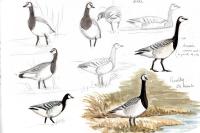 Branta leucopsis